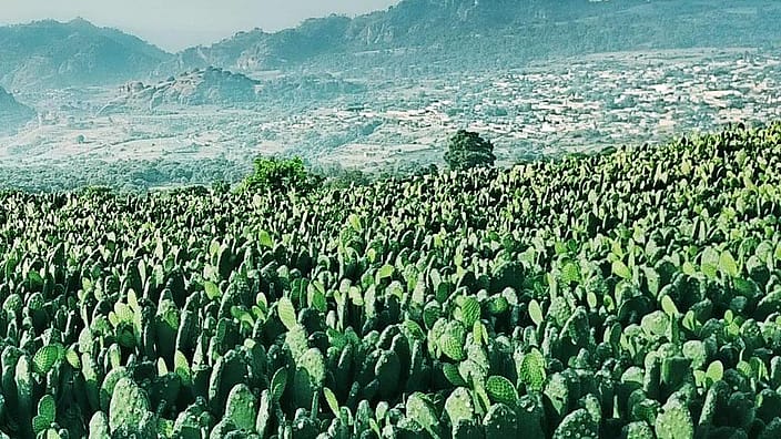 landscape with cacti