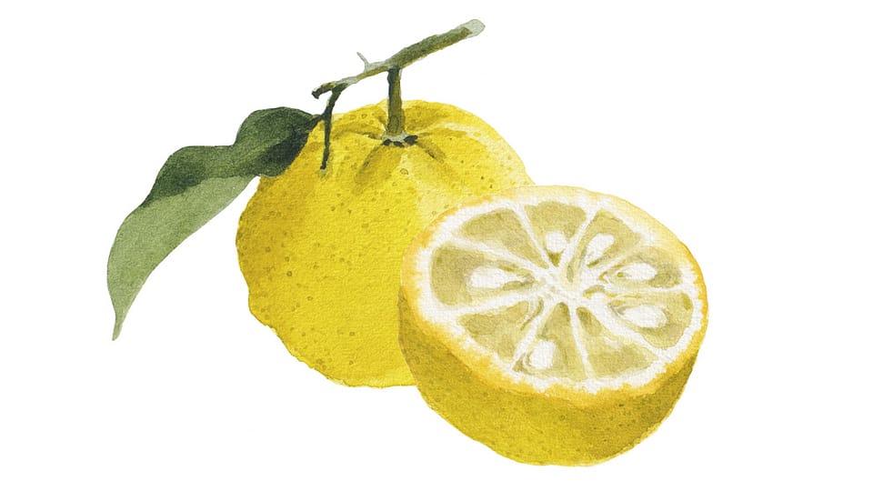 Citrus Junos Peel Extract