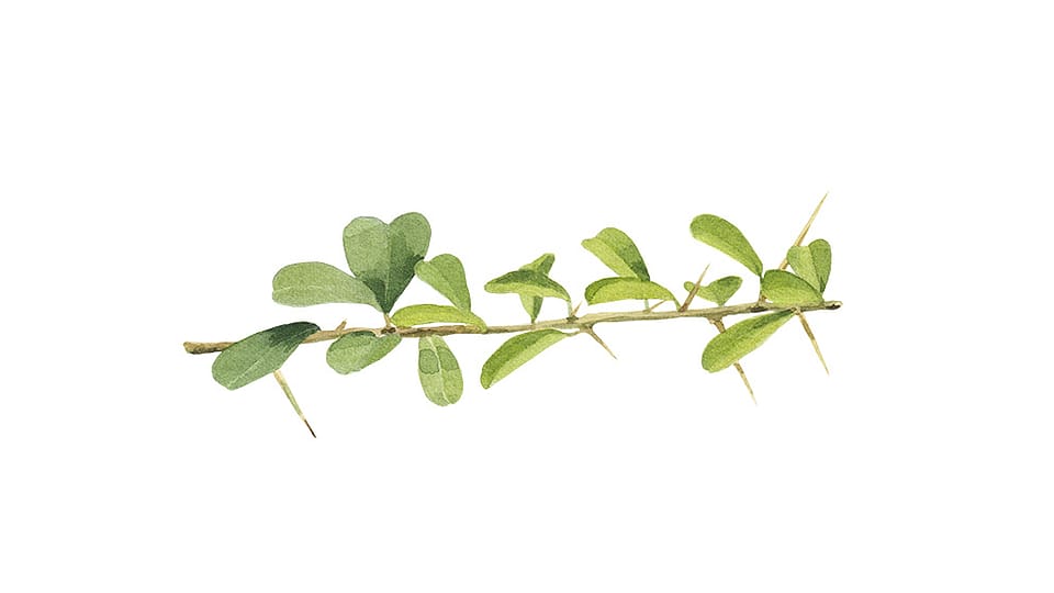 Maclura Cochinchinensis Leaf Prenylflavonoids