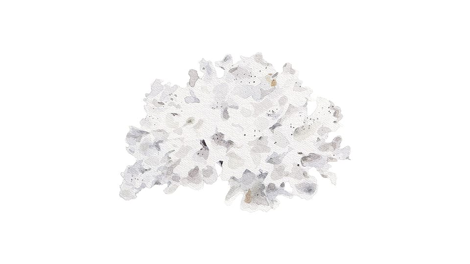 Tremella Fuciformis Sporocarp Extract