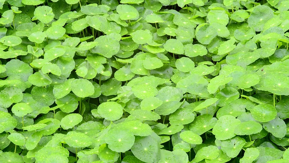 Centella asiatica